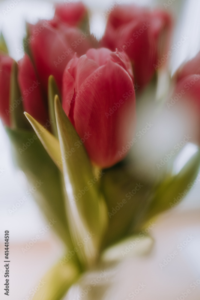 Fototapeta premium red tulip buds close-up. holiday, gift, love, sensuality, blur