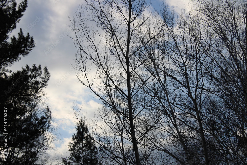 winter forest, on the way to the taiga winter forest, on the way to the taiga