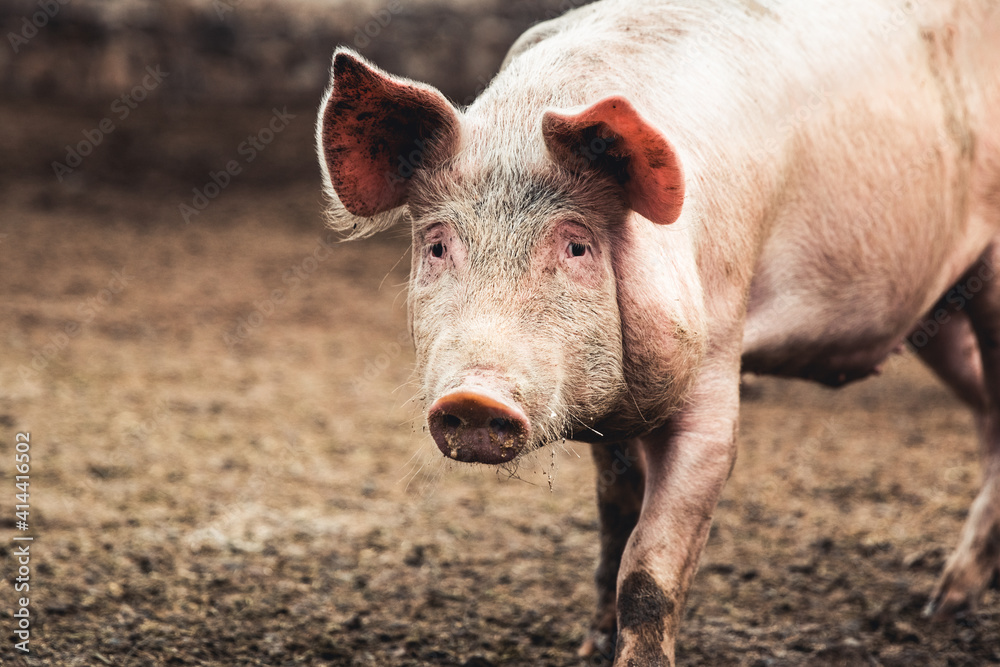 Pig on the farm. Bad conditions, pets Pig on the farm. Bad conditions, pets
