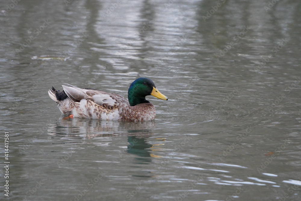 Fototapeta premium duck on the lake
