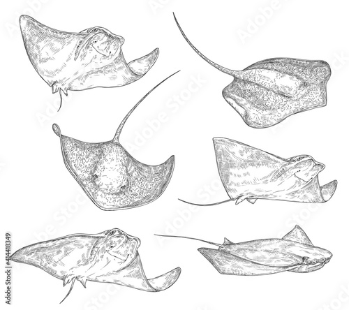 Stingray fish sketch icons, sting ray or manta underwater ocean creature. Vector isolated stingray species black and white engraving, oceanarium and marine wildlife symbol