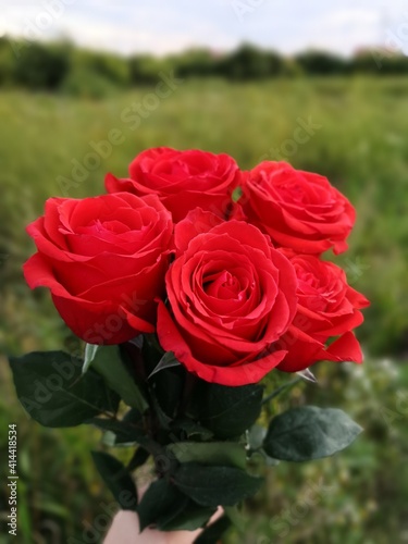 bunch of roses