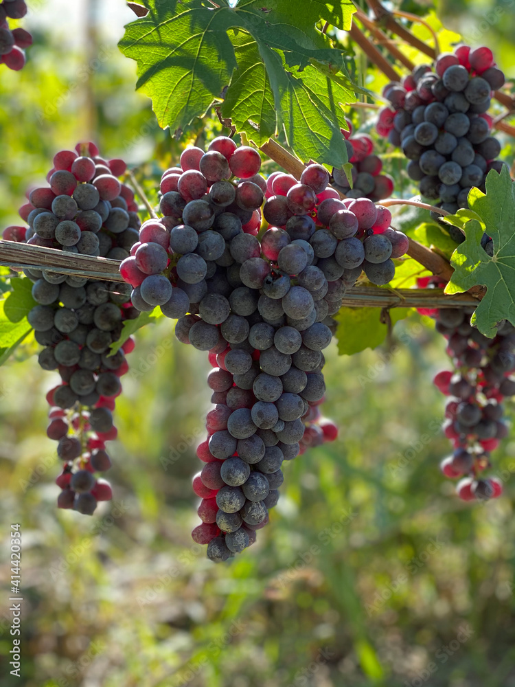 Close up of bunches of red grapes