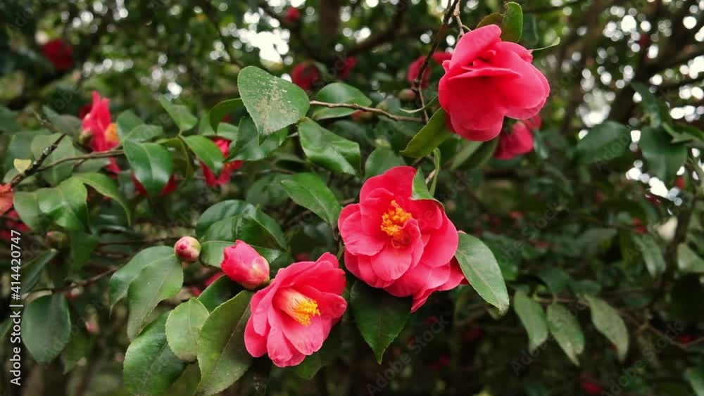 red flowers of flowering camellia trees in a romantic old spring garden red flowers of flowering camellia trees in a romantic old spring garden