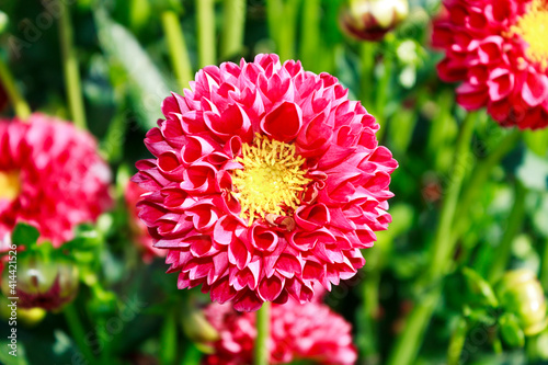Pink dahlia autumn flower in green garden background