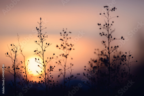 Colorful nature sunset or sunrise background. Silhouette of tree or grass branches and leaves on the field during dusk. Twilight beautiful scenic landscape wallpaper. Natural evening backdrop.