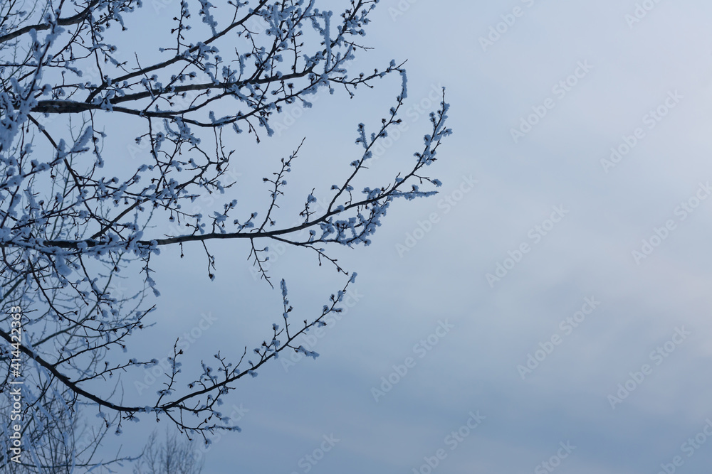 Beautiful evening sky with the tree branch covered with snow. Beautiful evening sky with the tree branch covered with snow.