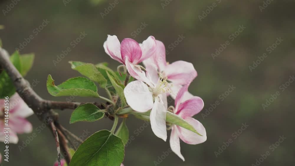 Blooming apple tree in spring time. Close up. Blooming apple tree in spring time. Close up.
