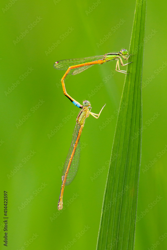 Damselflies mating - (Pseudargrion microcephalum) Damselflies mating - (Pseudargrion microcephalum)