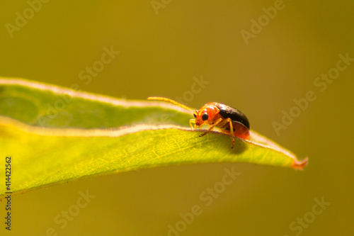 Aulacophora frontails - Pumpkin beetle photo