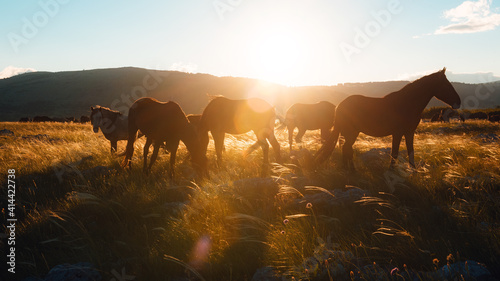 Wild horses graze in the meadow at sunset