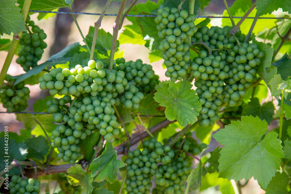 Weintrauben an einer Weinrebe im Elsaß