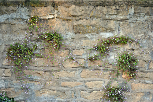 Plants Growing on Old Stone Wall 