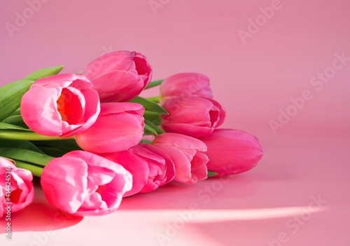 Fototapeta Naklejka Na Ścianę i Meble -  Pink tulips in pastel coral shades on pink background, close-up. Fresh spring flowers with soft sunlight for horizontal flower poster, wallpaper or holiday card. Spring banner. Copy space