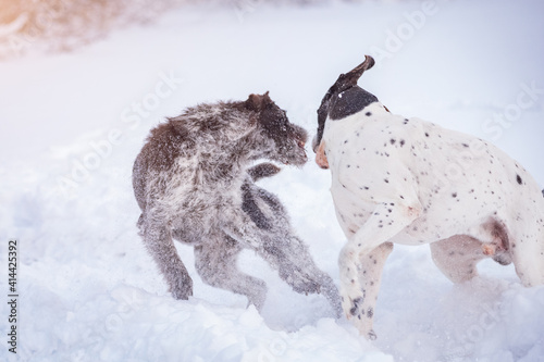two German pointers are playing in the snow