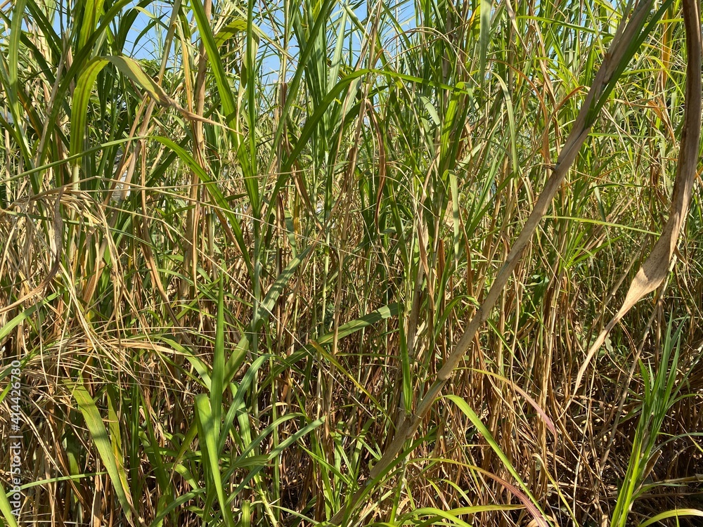 Obraz premium Green, yellow and brown tall grass.