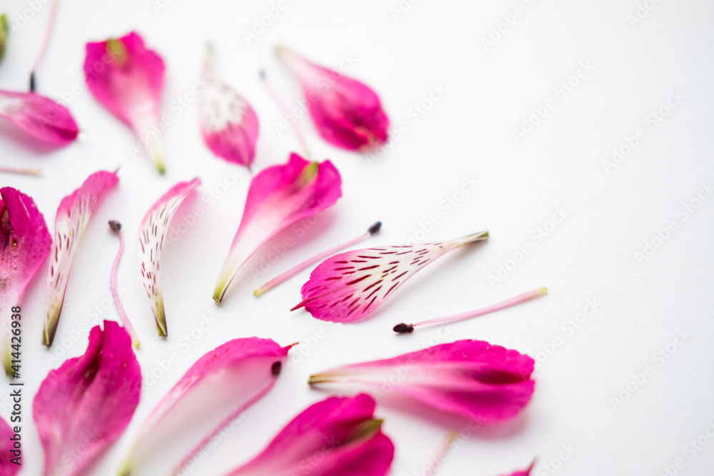 pink alstroemeria flowers on a white background. space for text