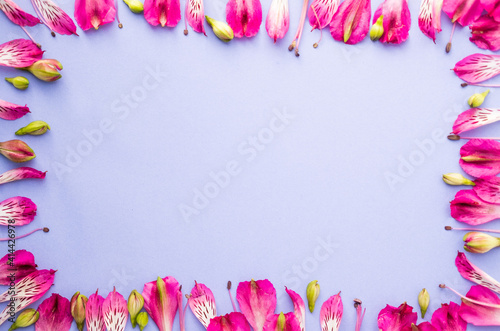 pink alstroemeria flowers on a lilac background. space for text