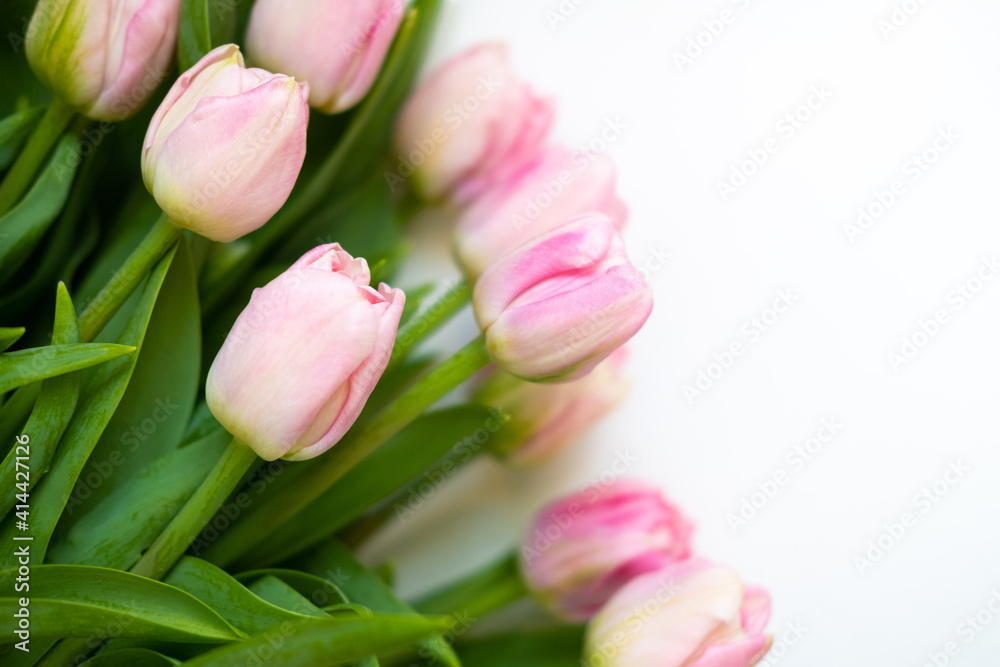 tulips are light pink on a white background .bouquet for March 8 . space for text tulips are light pink on a white background .bouquet for March 8 . space for text
