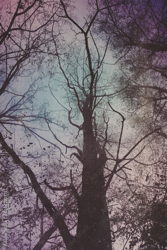 tree branches in winter season tree branches in winter season