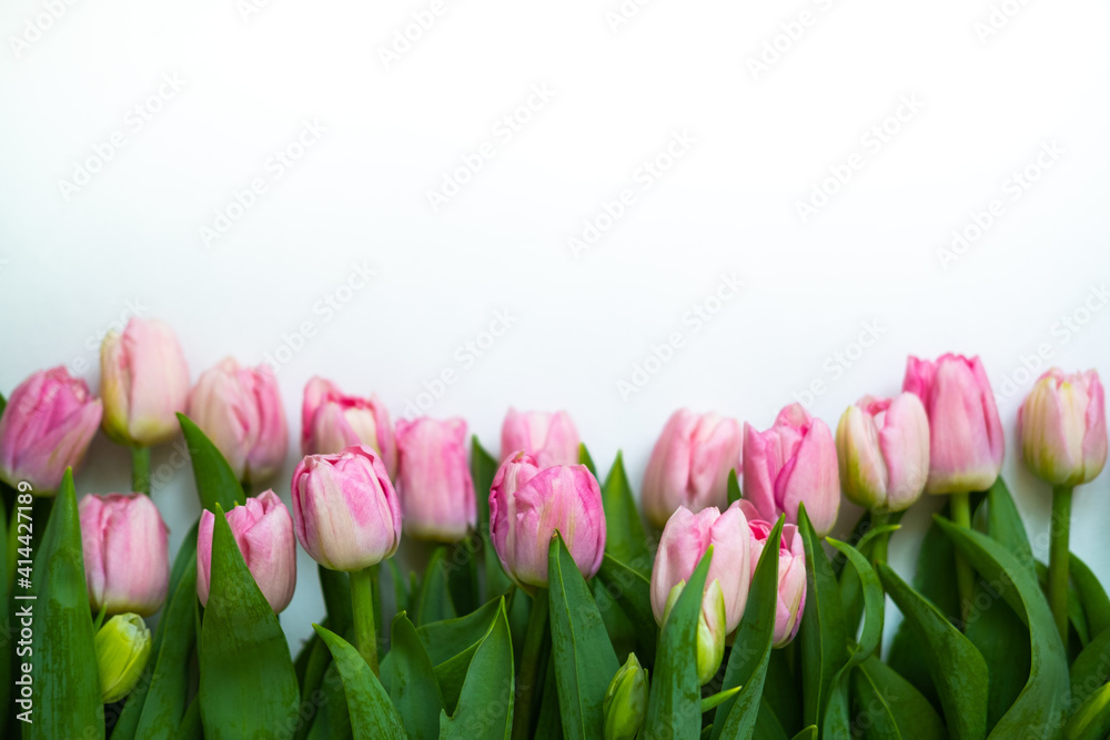 Fototapeta premium tulips are light pink on a white background .bouquet for March 8 . space for text