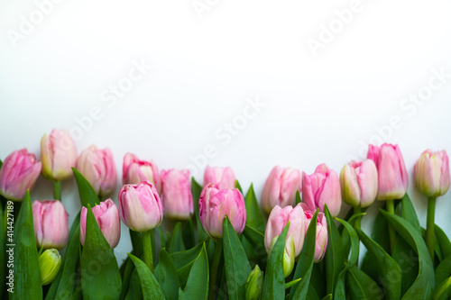tulips are light pink on a white background .bouquet for March 8 . space for text
