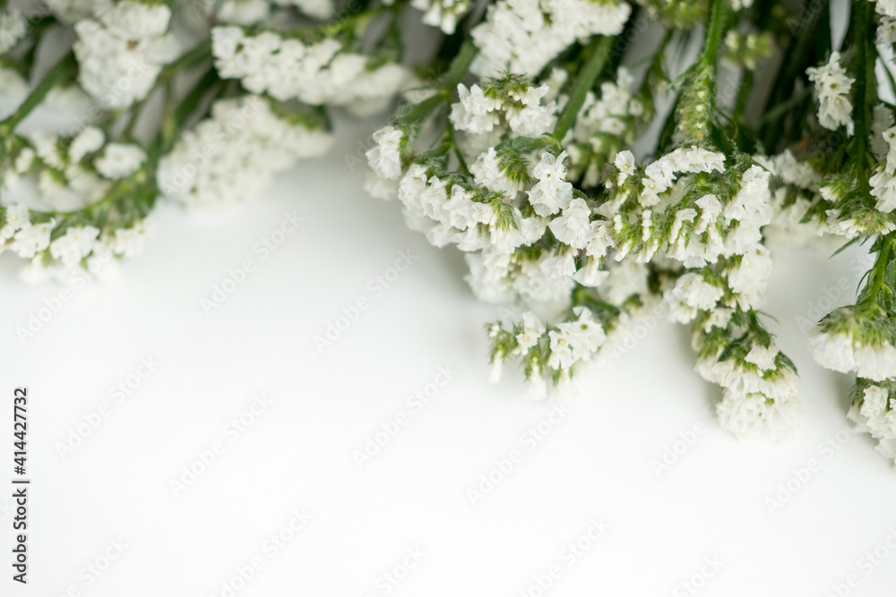 white dried flowers statice on a white background . space for text white dried flowers statice on a white background . space for text