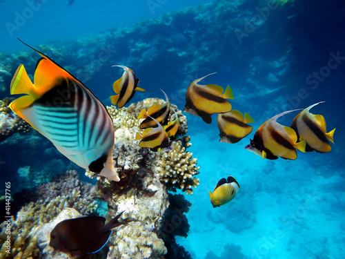 Underwater scene with several hard-corals. Bright-blue water background.