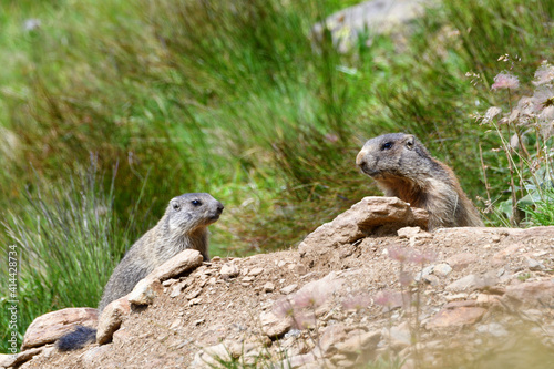 marmotte val di Pejo 