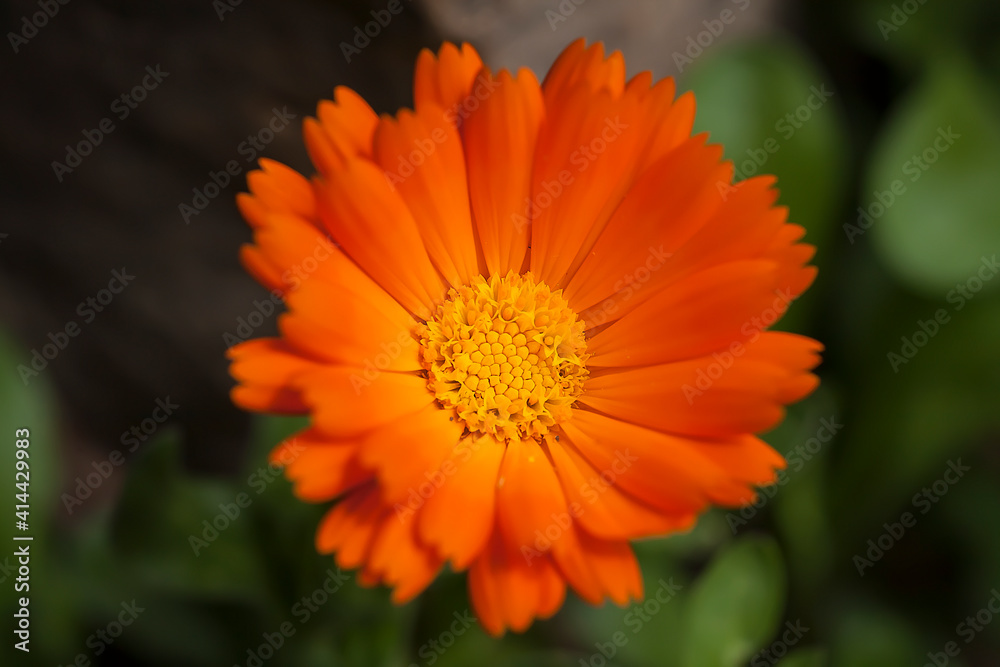 Orange flower Orange flower