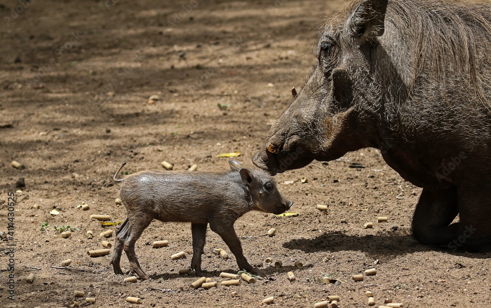 Fototapeta premium Warthog mother's kiss.