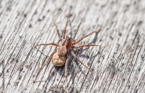 beautiful spider on wooden background