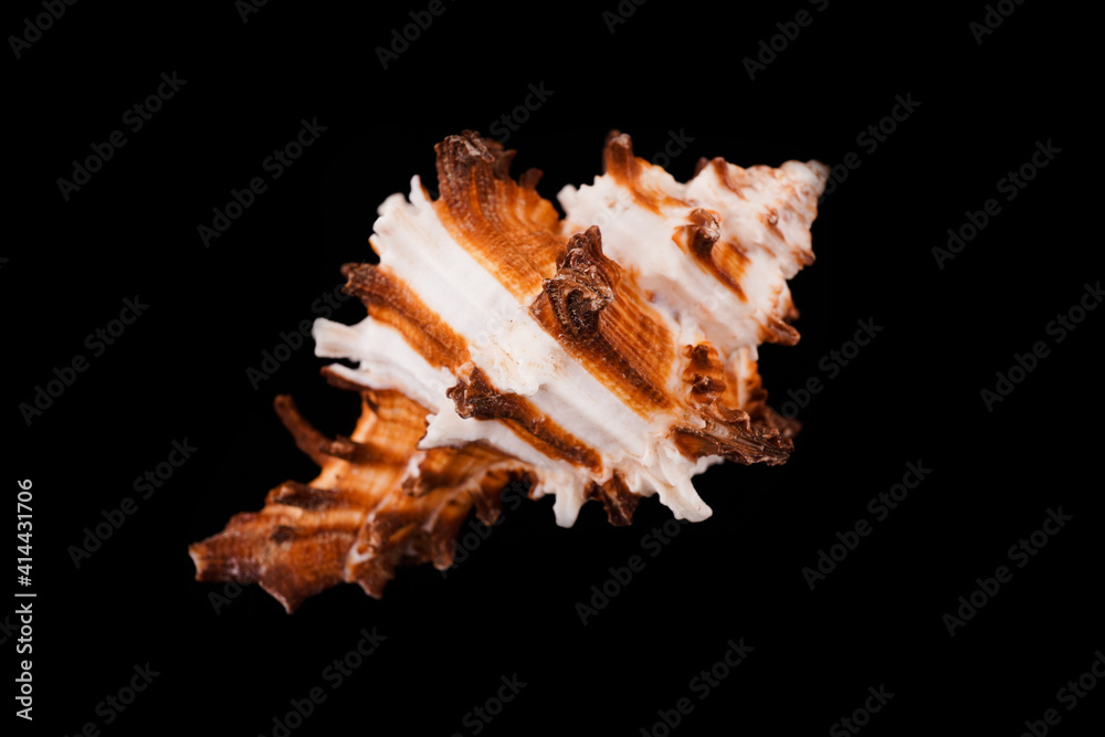 Beautiful sea shells on a black background Beautiful sea shells on a black background