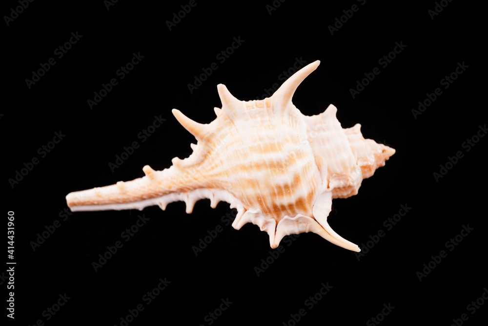 Beautiful sea shells on a black background Beautiful sea shells on a black background