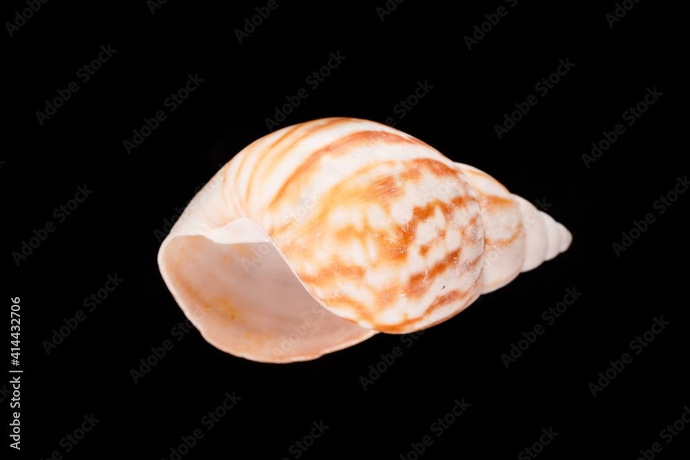Beautiful sea shells on a black background