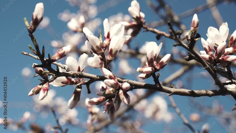Flowering Almonds Against The Sky. Flowering Almonds Against The Sky.
