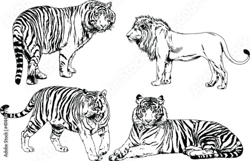 vector drawings sketches different predator   tigers lions cheetahs and leopards are drawn in ink by hand   objects with no background