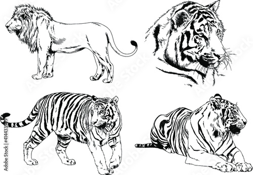 vector drawings sketches different predator , tigers lions cheetahs and leopards are drawn in ink by hand , objects with no background © evgo1977