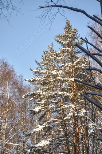 snow covered trees