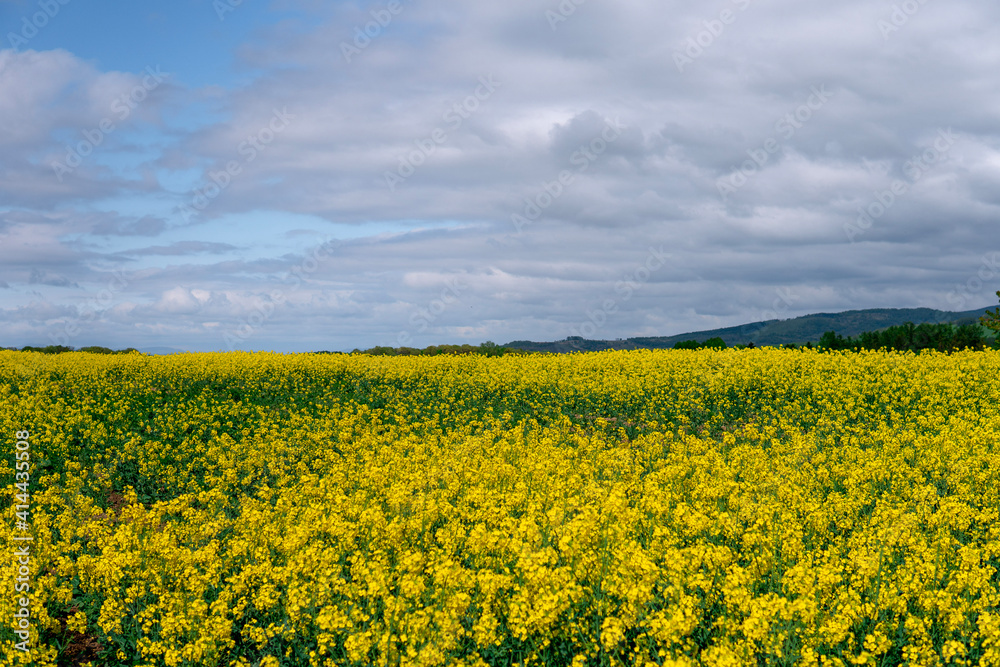 field of sunflowers field of sunflowers