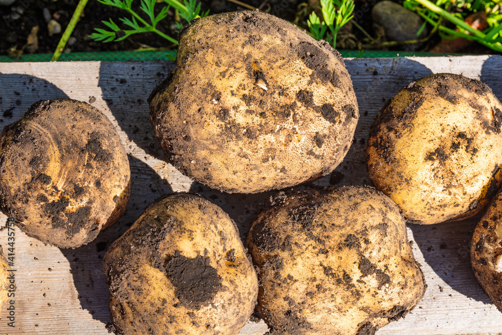Collecting potatoes. Fresh white potatoes were dug from the ground. Close-up. Collecting potatoes. Fresh white potatoes were dug from the ground. Close-up.