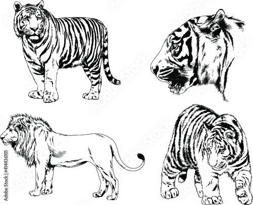 vector drawings sketches different predator , tigers lions cheetahs and leopards are drawn in ink by hand , objects with no background © evgo1977