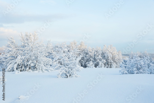 winter landscape on a sunny day. winter nature of the far north. beautiful trees in the snow in the wild 