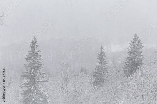 winter wonderland landscape snowing fog mist blur forest snow covered trees spruce Latvia Sigulda © Nauris