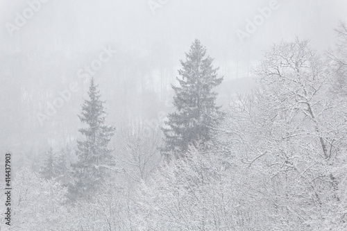 winter wonderland landscape snowing fog mist blur forest snow covered trees spruce