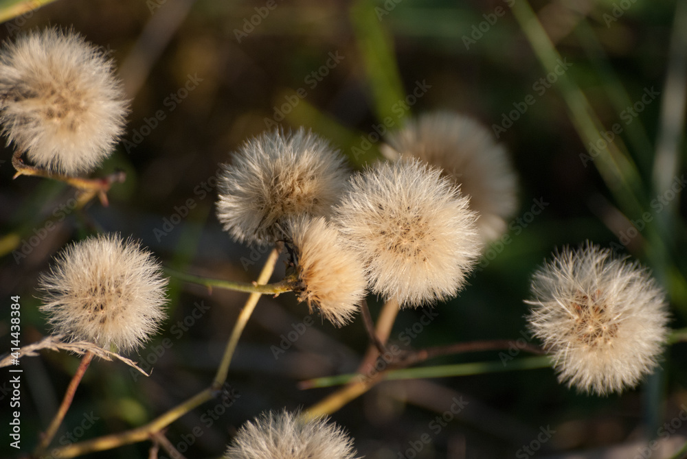 Vielzahl von Acker Gänsedisteln mit verblühtem Blütenstand, Pusteblume, Herbstzeit Vielzahl von Acker Gänsedisteln mit verblühtem Blütenstand, Pusteblume, Herbstzeit