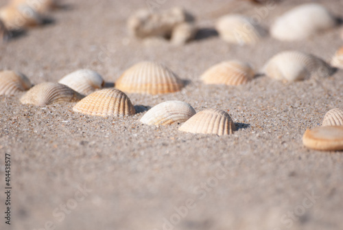 Herzmuschel-Ar  ran  ge  ment im feinen Sand. Spiel und Spa   am Strand - f  r die ganze Familie. Urlaub am Strand.