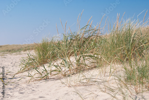 blauer Sommerhimmel   ber D  nengras und Sandstrand mit wehenden Strandhaferhalmen. Warmer Sommertag. Urlaubsfeeling.