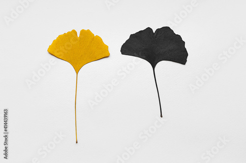 heart shaped leaf gingko tree yellow on paper background photo