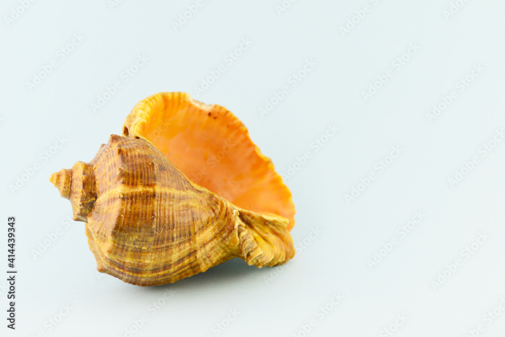 Seashell on a light background.